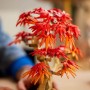 LEGO Botanical Bonsái de Arce Rojo Japonés - Planta Artificial con Hojas Rojas y Naranjas en Maceta - Maqueta para Construir