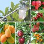 Recogedor de Frutas,Recoge Frutas,Ø16 cm Recolector de Frutas,Frutas Herramientas Recolectoras,Fruit Picker Hortícola,Recolector