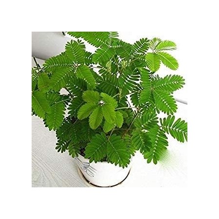 Planta Mimosa Sensitiva (La planta que se mueve) PORTES GRATIS