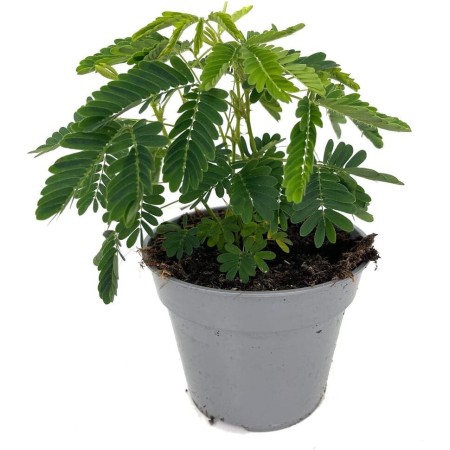 PLANTA NATURAL MIMOSA PUDICA M13 20CM (VERGONZOSA) MIMOSA SENSITIVA PERFECTA PARA TERRAZA Y JARDIN