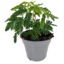 PLANTA NATURAL MIMOSA PUDICA M13 20CM (VERGONZOSA) MIMOSA SENSITIVA PERFECTA PARA TERRAZA Y JARDIN