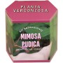 Resetea | Kit autocultivo | Mimosa pudica