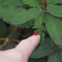 Resetea | Kit autocultivo | Mimosa pudica