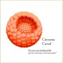 Nootrópico Potente Natural - Memoria, Concentración, Energía, Agilidad Mental - Ginkgo Biloba, Melena de León, Bacopa Monnieri,
