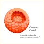 Nootrópico Potente Natural - Memoria, Concentración, Energía, Agilidad Mental - Ginkgo Biloba, Melena de León, Bacopa Monnieri,