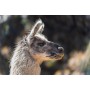 TAMRON 35-150 mm F/2-2.8 Di III VXD, lente para montura Sony E, negra