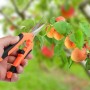 Tijeras de Podar - Tijeras Podar Pequeña - Tijeras Jardinería Afilada con Mango Ergonómico,Ideales para Podar