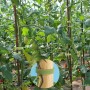 L&W Luck 12mm Brida para Plantas Cinta, 10m/20m/30m Bridas Reutilizables Lazos para Plantas,Cinta para Plantas Autoadhesiva