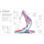 Anatomía del yoga: Un estudio fisiológico postura a postura (Deportes DK) (Edición en Español)