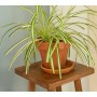LIBÉRON - Tinte madera acrilico roble ahumado 0,25l