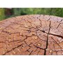 Ele Stain Pro - Barniz para madera al agua (nogal claro)