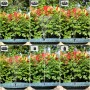 AISITIN Fuente Solar Jardin Exterior, Fuente Solar Flotante Bomba con 6 Boquillas para Baño de Pájaros, Estanque Acuario y
