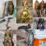 OriGlam 10 unids Camarones Luminosos Calamar Jig Señuelos de Pesca en el Mar, Squid Jig Ganchos Duro Pesca Camarón Señuelo