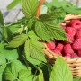 Hojas de frambuesa ecológica cortadas, té de hojas de frambuesa ecológica, hojas de frambuesa de cultivo ecológico controlado,