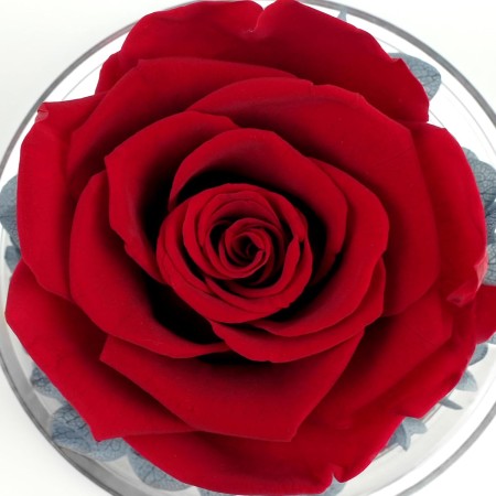 Sunia Regalo Dia de la Madre, Rosa Eterna Angel Lleva Impreso Eres la Mejor Madre del Mundo, Flores Preservadas con Figura de