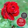 LAC FOR You Rosa Eterna Natural Preservada con Collar - Regalo Dia de la Madre, Regalos Originales para Mujer Aniversario o