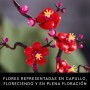 LEGO Botanical Flor de Ciruelo Adorno Floral, Flores Artificiales, Decoración del Salón y el Hogar, Maqueta para Construir para