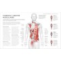 Estiramientos: Potencia tu flexibilidad, mantente activo y evita lesiones (Deportes DK)