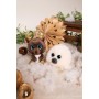 NICI GLUBSCHIS Foca Boubelle 15 cm: Adorable Animal de Peluche Suave, Juguete para Acurrucarse y Jugar, para Niños y Adultos,