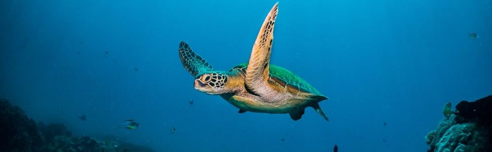dell_sustainability_turtle_img1
