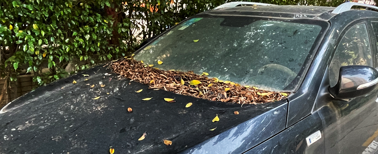 leaf