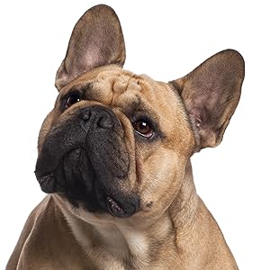 frenchie