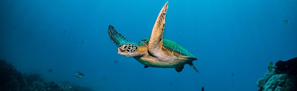 dell_sustainability_turtle_img1