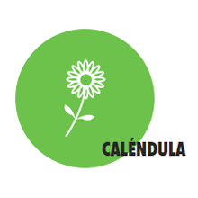 CALÉNDULA
