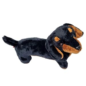 dachshund