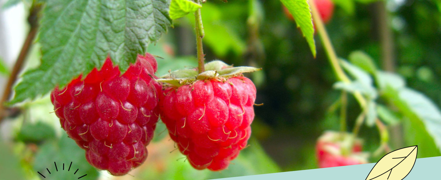 Raspberry tea - Alpi Nature