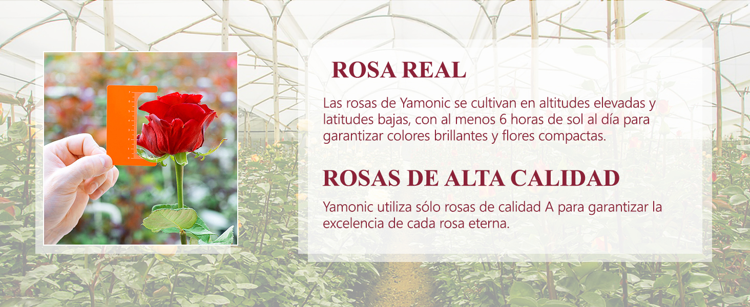 rosa preservada