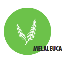MELALEUCA